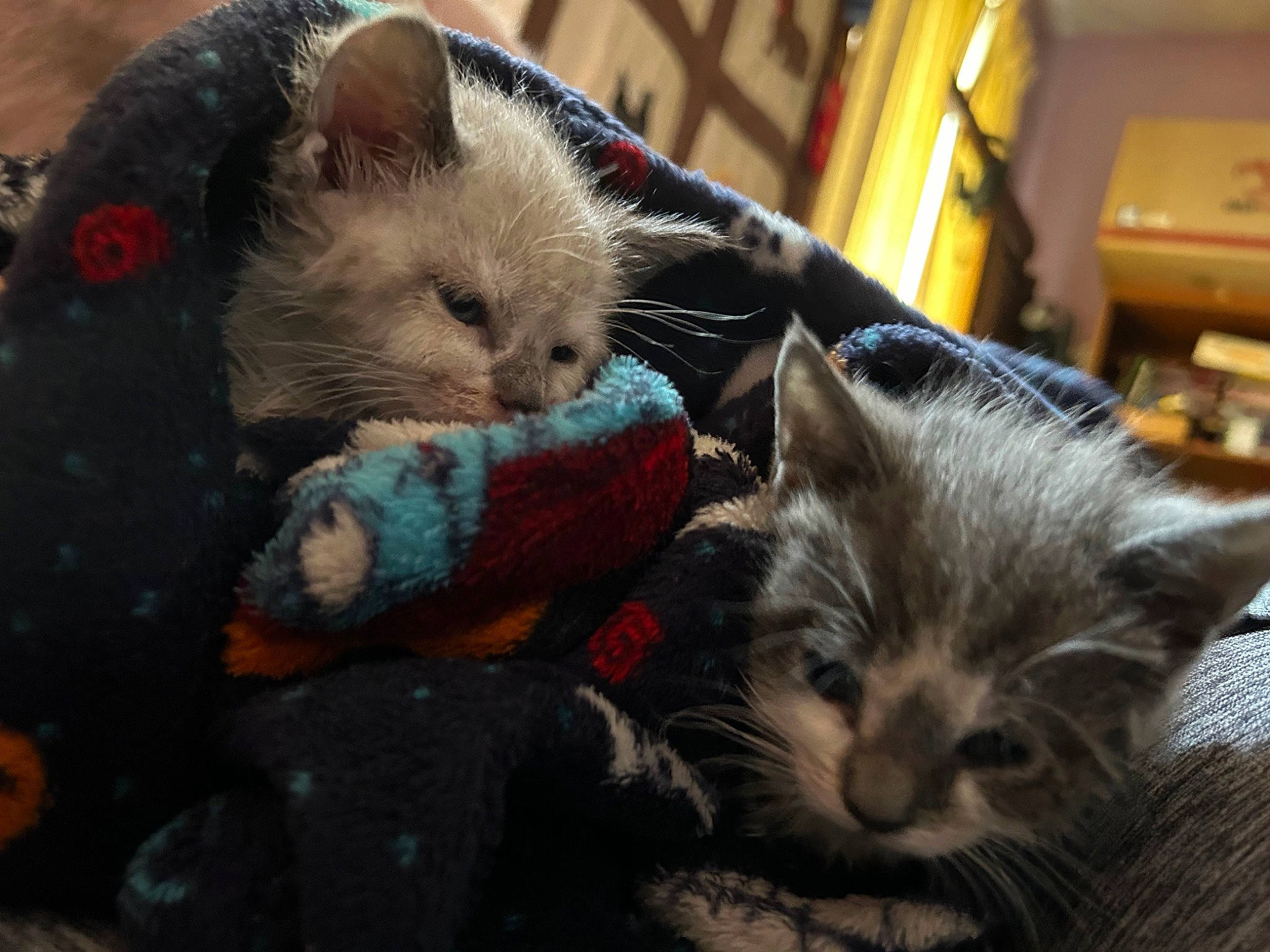 Mabel And Dipper is registered to the contest to win money with this photo: box, carnivore, cat, claw, comfort, domestic_short_haired_cat, fawn, felidae, fur, grey, nap, paw, small_to_medium_sized_cats, snout, tail, whiskers