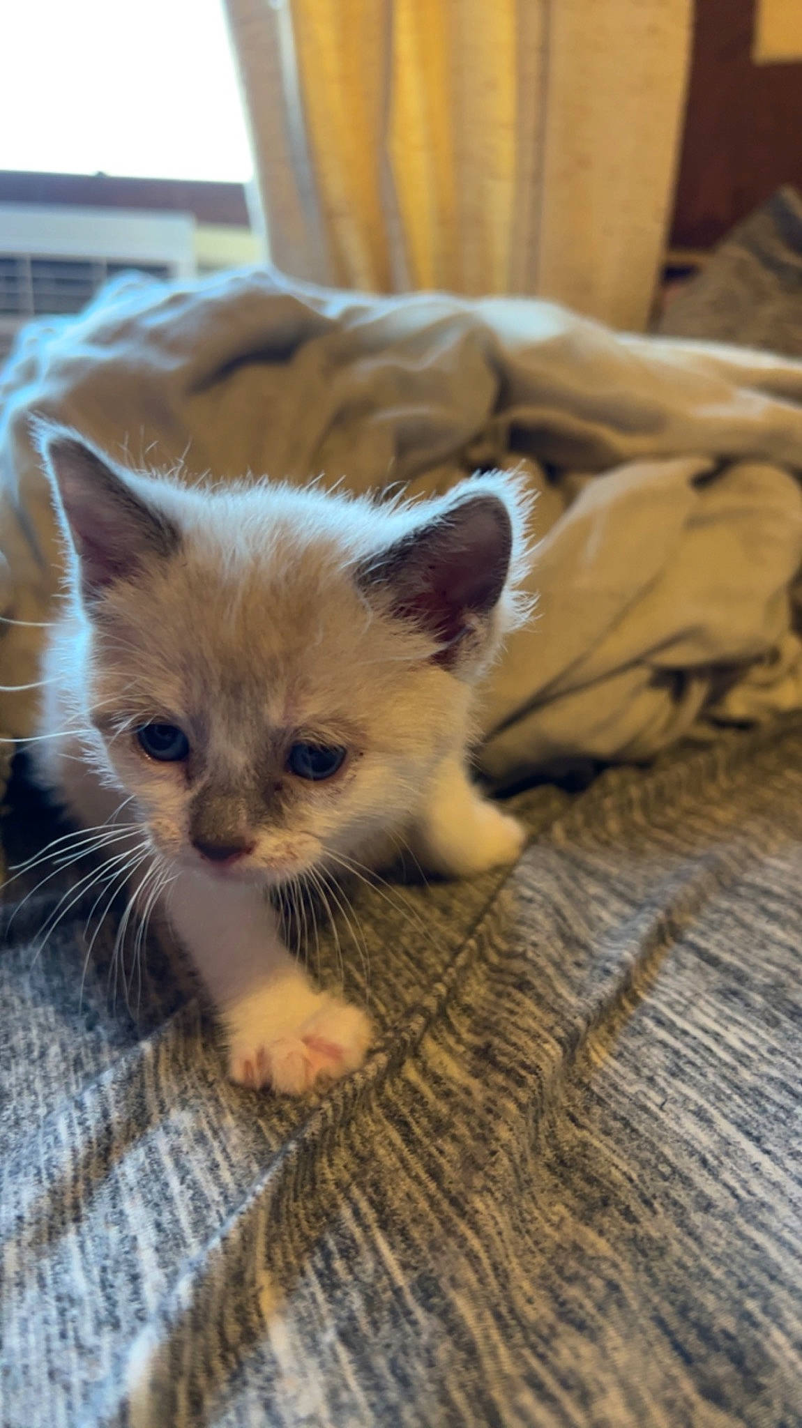 Mabel And Dipper is registered to the contest to win money with this photo: carnivore, cat, claw, comfort, domestic_short_haired_cat, eye, fawn, felidae, flooring, fur, hardwood, paw, small_to_medium_sized_cats, snout, tail, terrestrial_animal, whiskers, wood