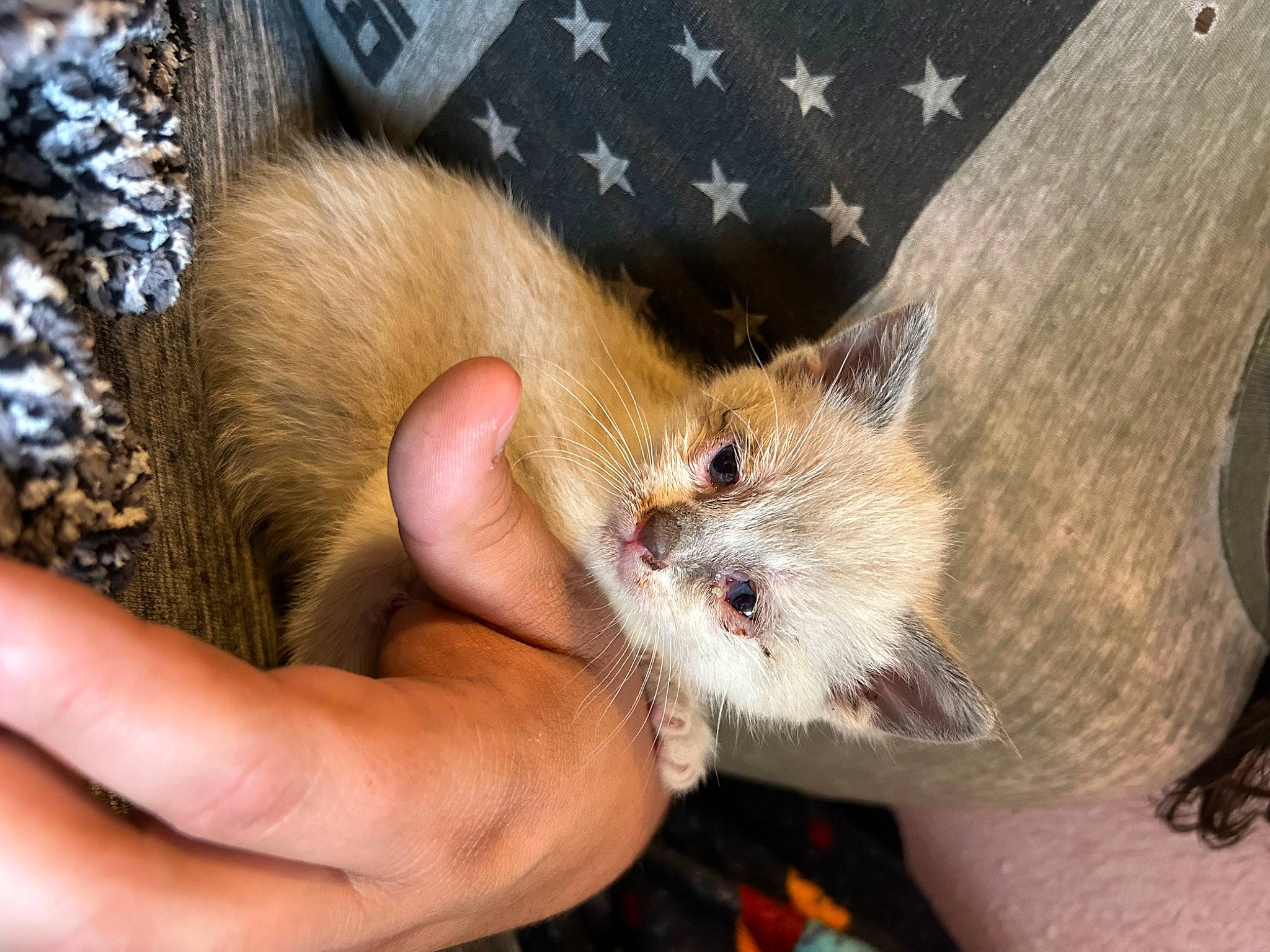 Mabel And Dipper joined the competition — help win amazing prizes! carnivore, cat, claw, domestic_short_haired_cat, fawn, felidae, finger, foot, fur, gesture, nail, pattern, paw, small_to_medium_sized_cats, snout, tail, whiskers