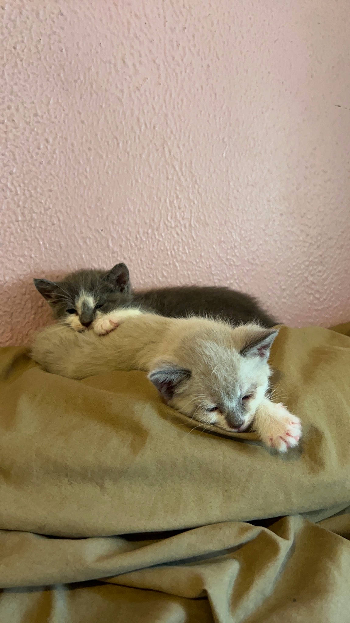 Mabel And Dipper is registered to the contest to win money with this photo: canidae, carnivore, cat, comfort, domestic_short_haired_cat, fawn, felidae, fur, hardwood, nap, paw, room, small_to_medium_sized_cats, tail, whiskers, wood