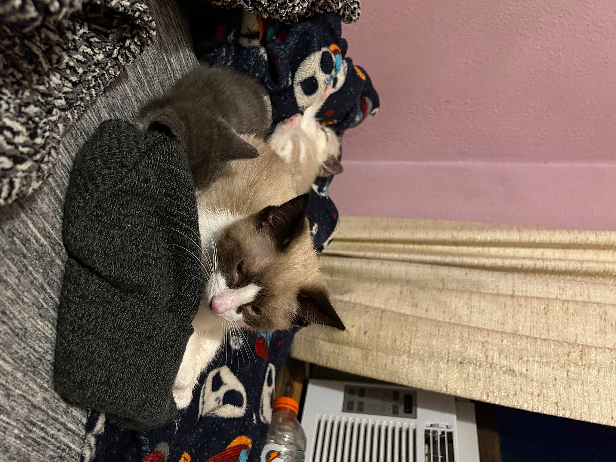 Latte joined the competition — help win amazing prizes! animation, canidae, event, eyewear, felidae, fictional_character, fun, fur, hat, headgear, mascot, mask, plush, stuffed_toy, suit, sunglasses, tail, toy, tradition, winter