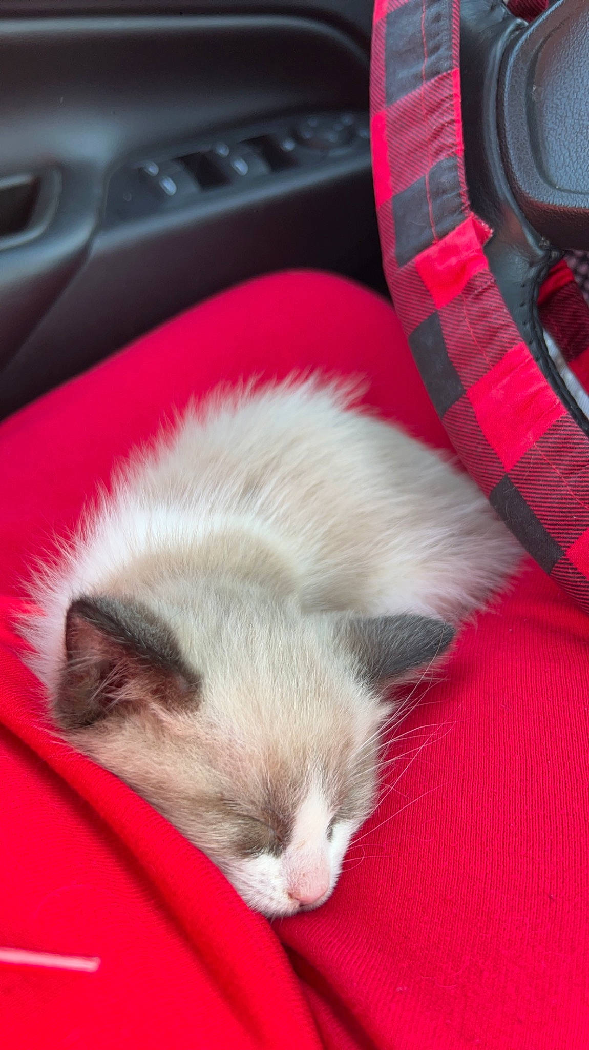Latte is registered to the contest to win money with this photo: car_seat, carmine, carnivore, cat, claw, comfort, domestic_short_haired_cat, felidae, flooring, fur, linens, pattern, paw, plaid, red, small_to_medium_sized_cats, tail, tartan, whiskers, white