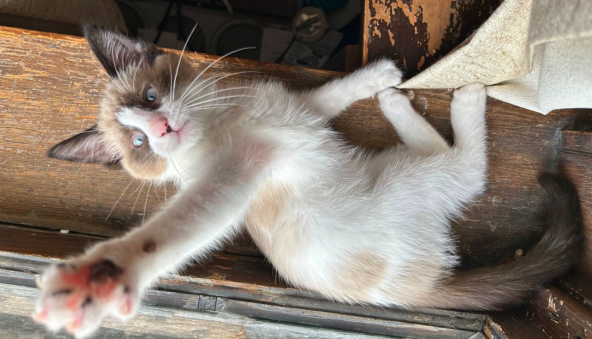 Latte joined the competition — help win amazing prizes! carnivore, cat, claw, collar, domestic_short_haired_cat, fawn, felidae, foot, fur, paw, small_to_medium_sized_cats, snout, tail, whiskers