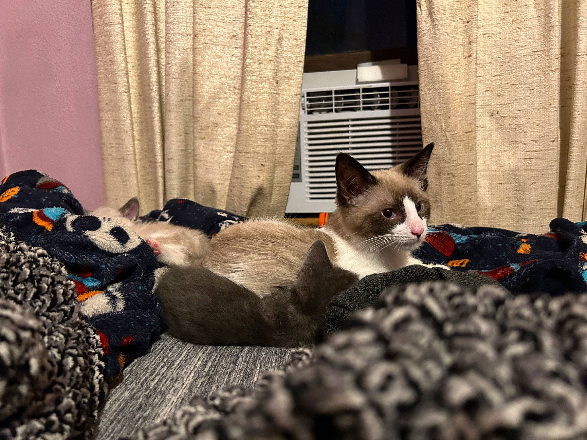 Latte joined the competition — help win amazing prizes! carnivore, cat, cat_furniture, comfort, curtain, domestic_short_haired_cat, felidae, flooring, fur, grass, grey, linens, paw, sitting, small_to_medium_sized_cats, snout, tail, whiskers, window, wood