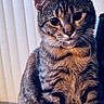 animal, blanket, cat, closeup, collar, cozy, curious, domestic, ears, eyes, feline, indoor, pet, portrait, sitting, soft_light, striped_fur, tabby, vertical_blinds, whiskers