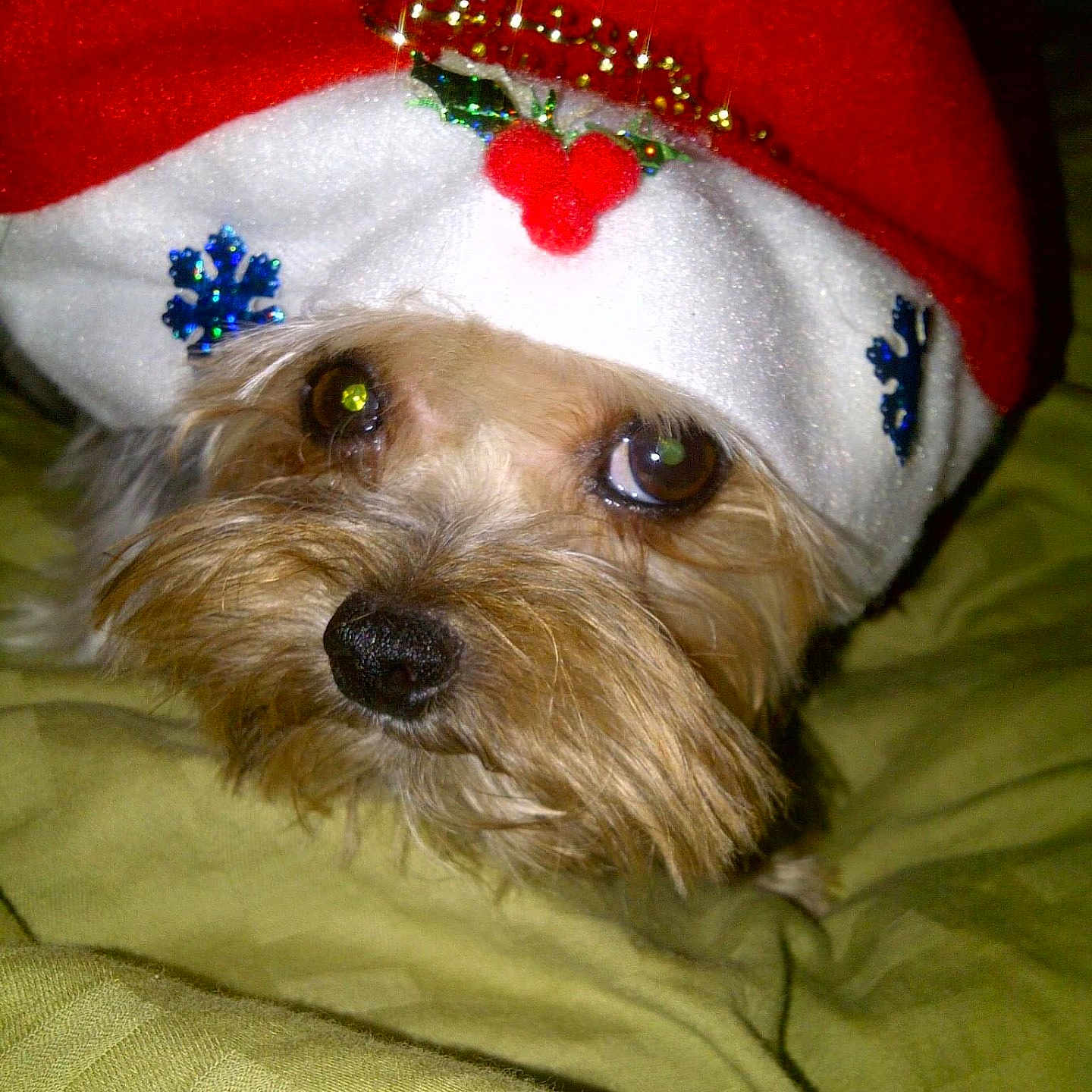 Ana Morazzani is registered to the contest to win money with this photo: dog, pet, christmas_hat, holiday, festive, red, white, green, blanket, cute, animal, fur, face, eyes, nose, indoors, closeup, cozy, decorations, winter