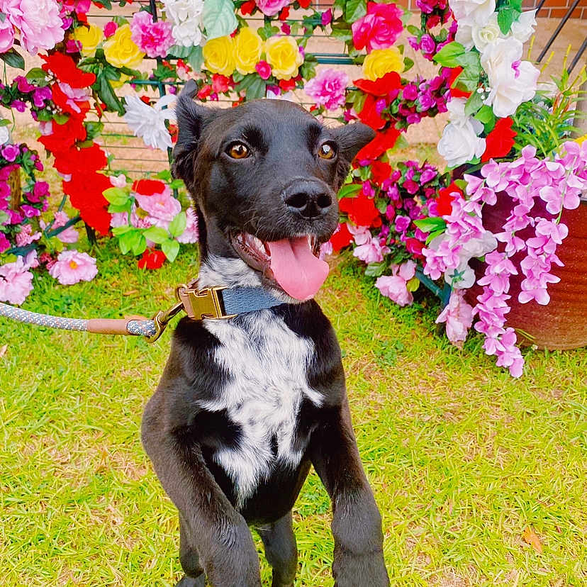 Dallas is registered to the contest to win money with this photo: animal, canine, dog, face, flower, flowerarrangement, geranium, grass, head, herbal, herbs, person, pet, petal, photography, plant, portrait, pottedplant, puppy, purple