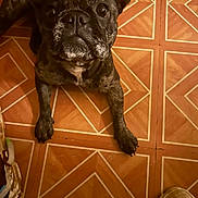 Midnight joined the competition — help win amazing prizes! dog, french_bulldog, brindle, pet, floor, tile_floor, pattern, indoor, animal, paw, looking_up, cute, brown, ears, snout, close_up, sandals, shoes, domestic_animal, companion