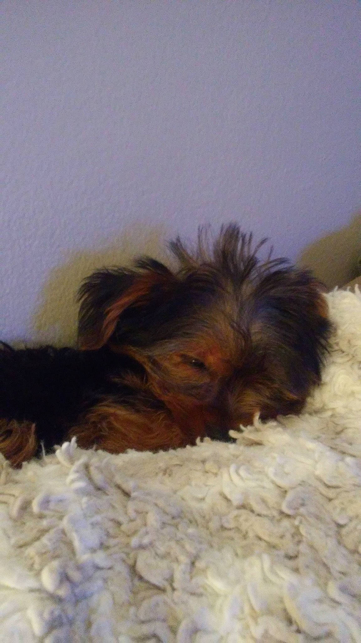 Biggi is registered to the contest to win money with this photo: bolonka, canidae, carnivore, chinese_imperial_dog, companion_dog, dog, dog_breed, lhasa_apso, liver, maltepoo, mammal, morkie, puppy, schnoodle, shih_tzu, small_terrier, terrier, toy_dog, yorkipoo, yorkshire_terrier