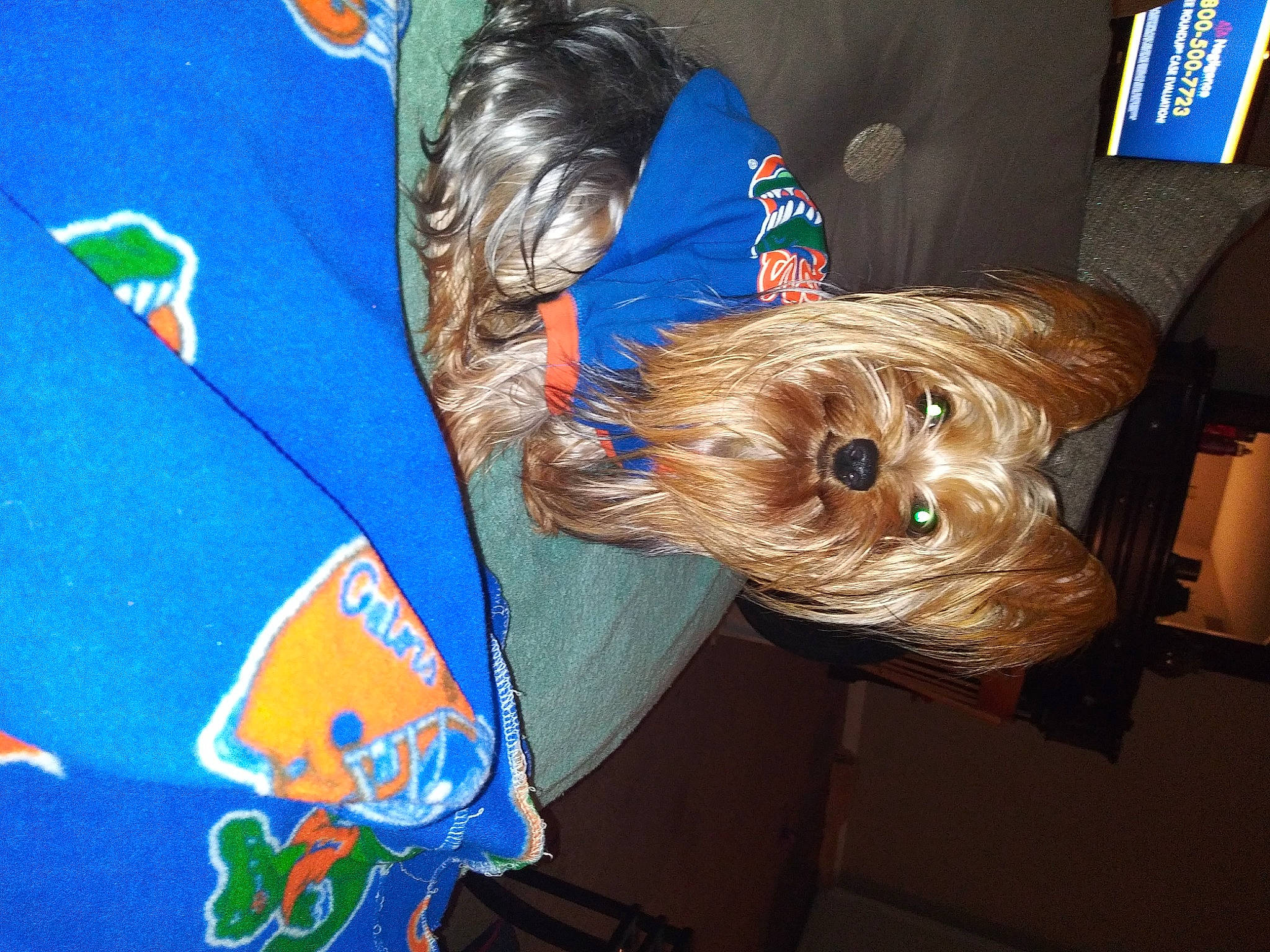 Biggi joined the competition — help win amazing prizes! australian_silky_terrier, australian_terrier, cairn_terrier, canidae, carnivore, companion_dog, dog, dog_breed, dog_clothes, puppy, rare_breed_dog, small_terrier, sporting_group, terrier, toy_dog, yorkshire_terrier