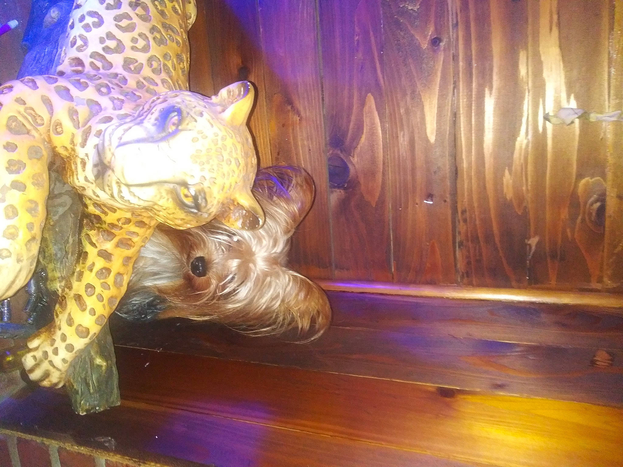 Biggi joined the competition — help win amazing prizes! art, fawn, fictional_character, wood