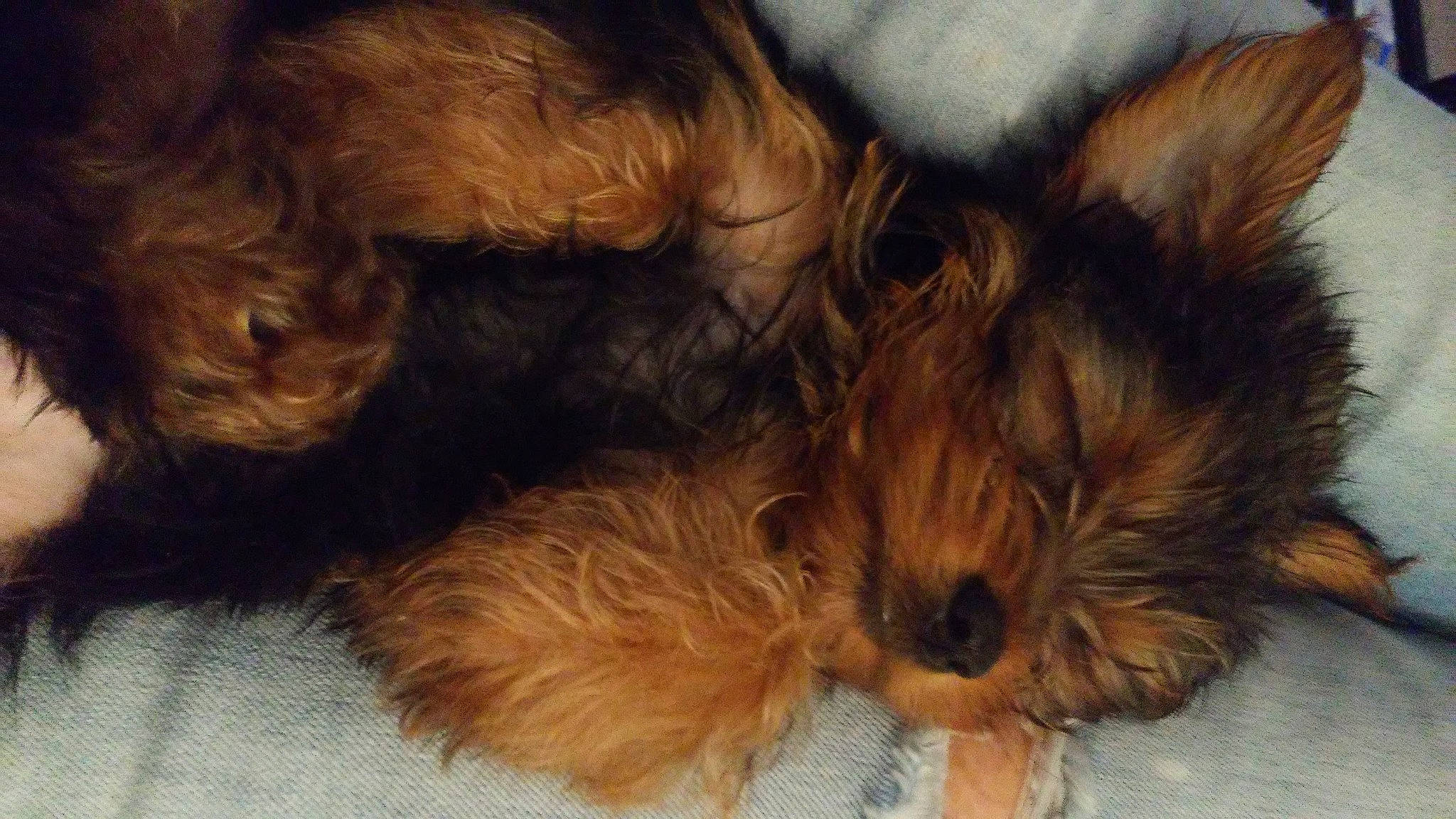 Biggi joined the competition — help win amazing prizes! australian_silky_terrier, australian_terrier, canidae, carnivore, companion_dog, dog, dog_breed, mammal, morkie, norwich_terrier, puppy, puppy_love, schnoodle, small_terrier, snout, terrier, toy_dog, welsh_terrier, yorkipoo, yorkshire_terrier