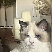 Millie joined the competition — help win amazing prizes! cat, fluffy, long_hair, blue_eyes, white_fur, gray_markings, pet, animal, indoors, portrait, sitting, front_view, close_up, whiskers, ears, nose, greenery, houseplant, decor, cozy