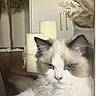 cat, fluffy, long_hair, blue_eyes, white_fur, gray_markings, pet, animal, indoors, portrait, sitting, front_view, close_up, whiskers, ears, nose, greenery, houseplant, decor, cozy