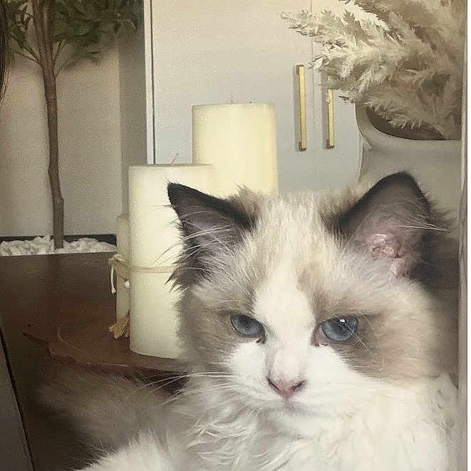 Millie