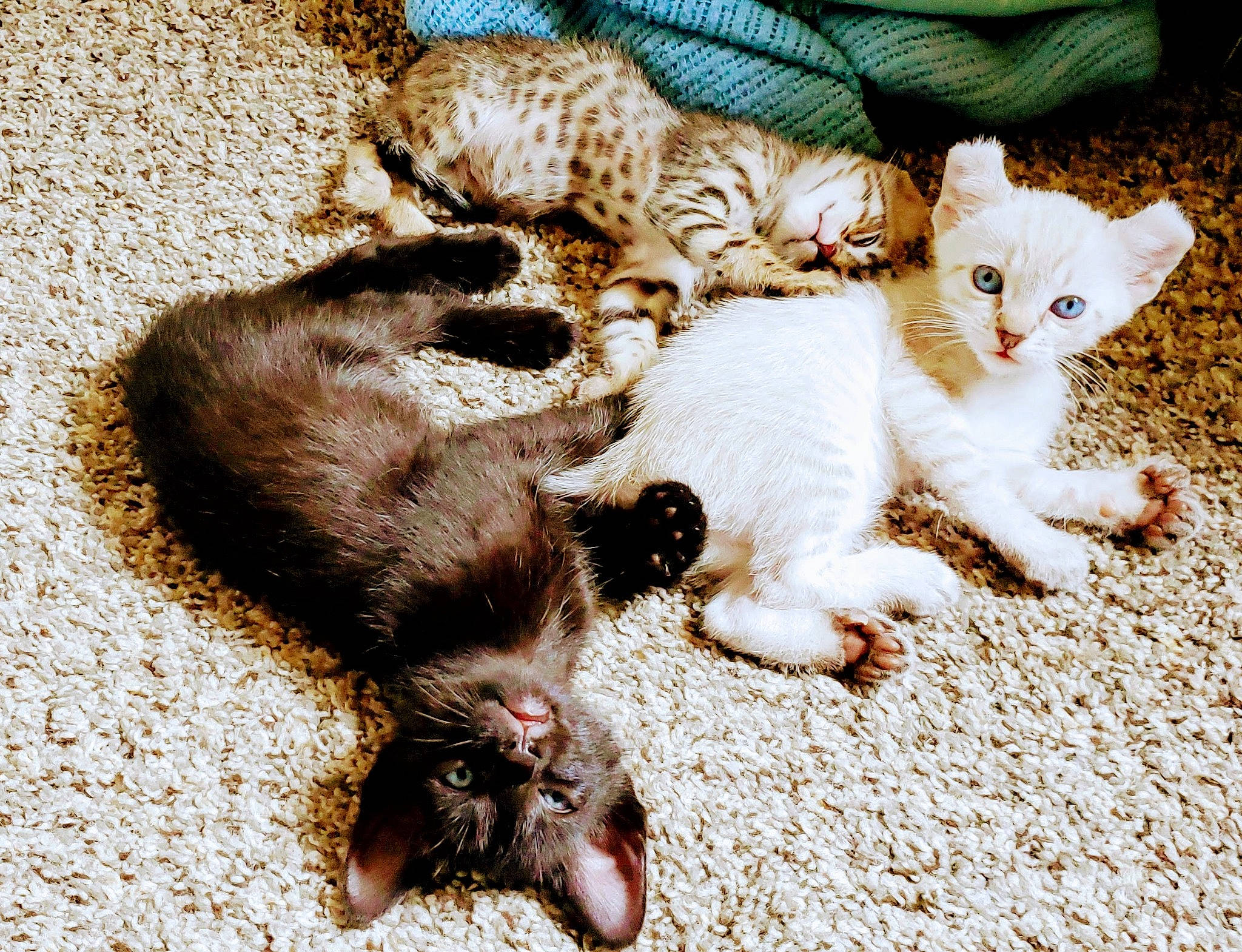 Cheetah Bagheera Willa joined the competition — help win amazing prizes! bombay, carnivore, cat, claw, domestic_short_haired_cat, fawn, felidae, foot, fur, kitten, liver, organism, paw, small_to_medium_sized_cats, snout, tail, terrestrial_animal, toe, vertebrate, whiskers