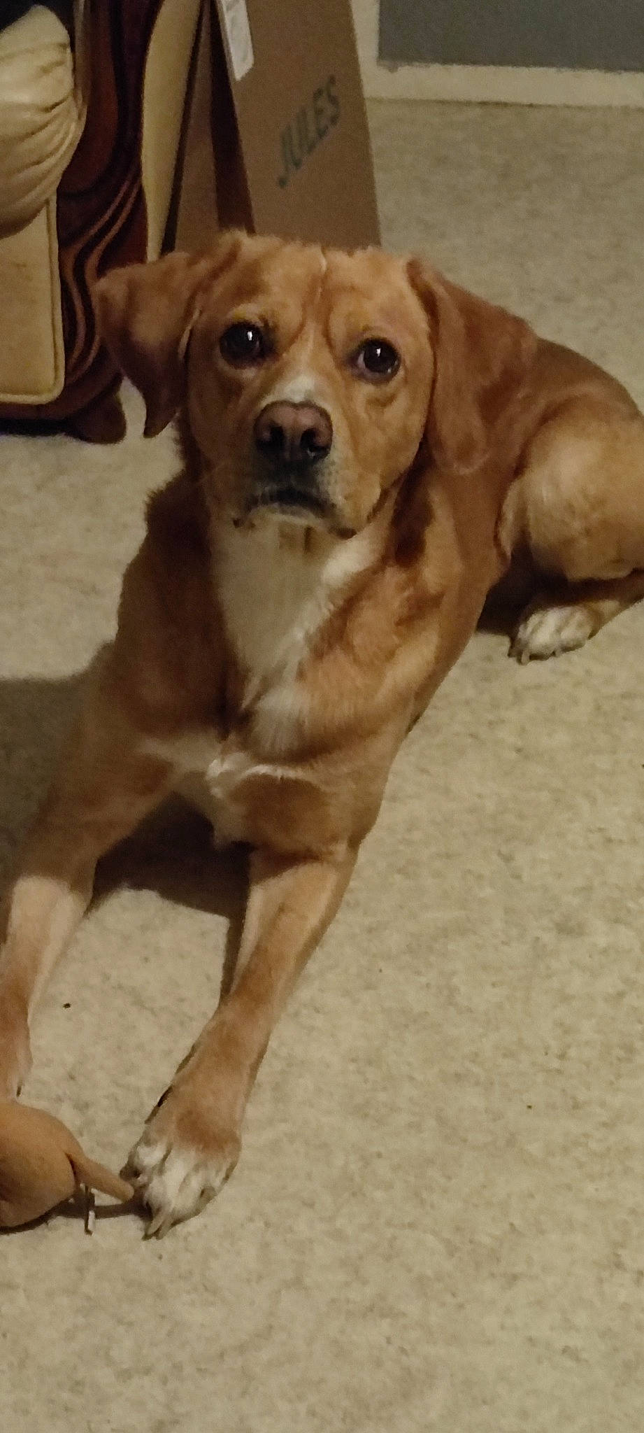 Chico participe au concours pour gagner de l'argent avec cette photo : ancient_dog_breeds, canidae, carnivore, companion_dog, dog, dog_breed, dog_collar, fawn, fur, liver, paw, snout, sporting_group, tail, terrestrial_animal, whiskers, wood, working_animal, working_dog, wrinkle