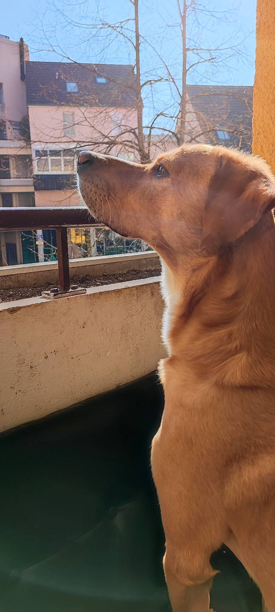 Chico a rejoint le concours — aidez-le/la à gagner de superbes lots ! building, canidae, carnivore, collar, companion_dog, dog, dog_breed, dog_collar, fawn, fur, liver, pet_supply, snout, sporting_group, tail, tints_and_shades, tree, whiskers, window, wood