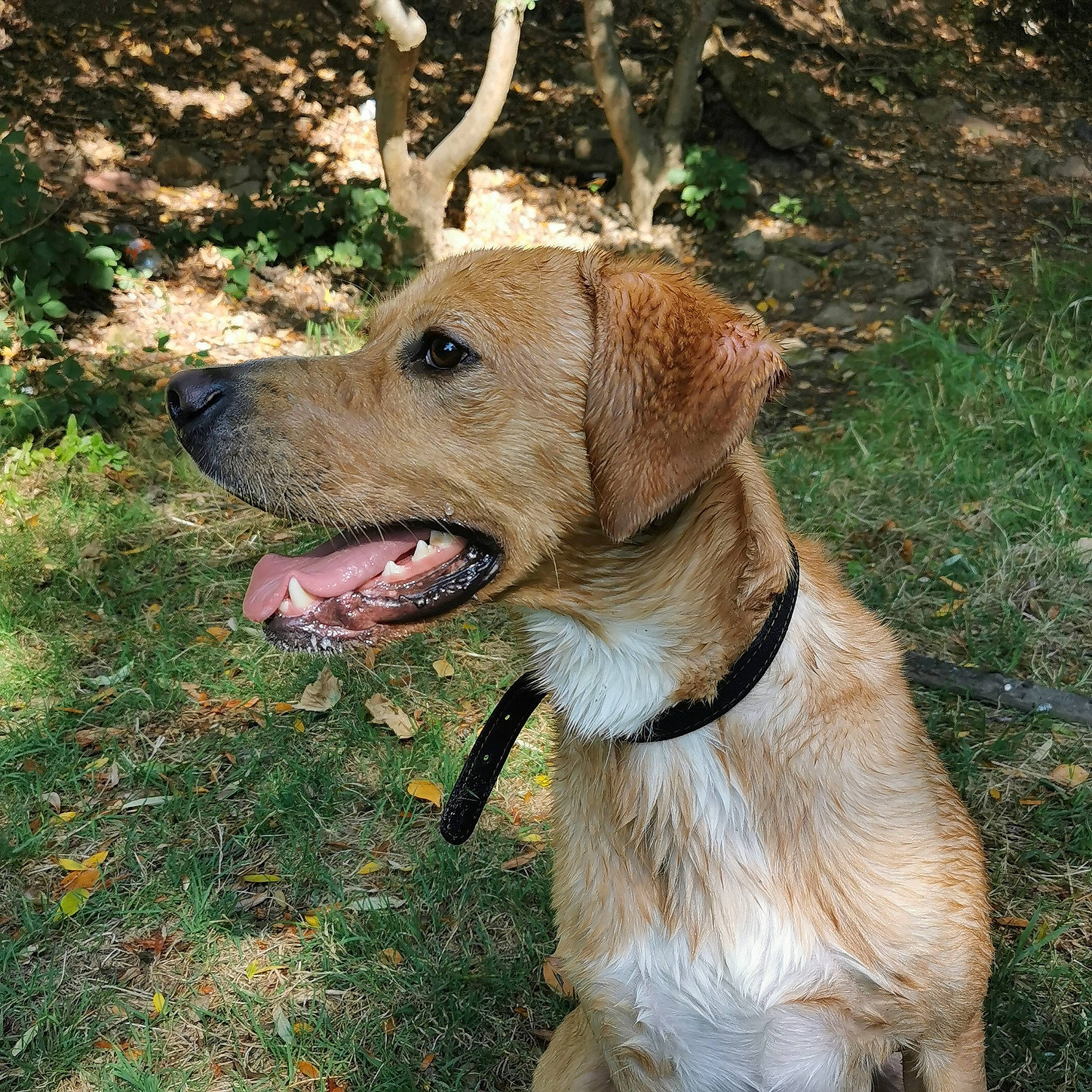 Chico a rejoint le concours — aidez-le/la à gagner de superbes lots ! carnivore, collar, companion_dog, dog, dog_breed, dog_collar, fawn, grass, gun_dog, labrador_retriever, leash, liver, plant, retriever, snout, sporting_group, tree, whiskers, working_animal, working_dog