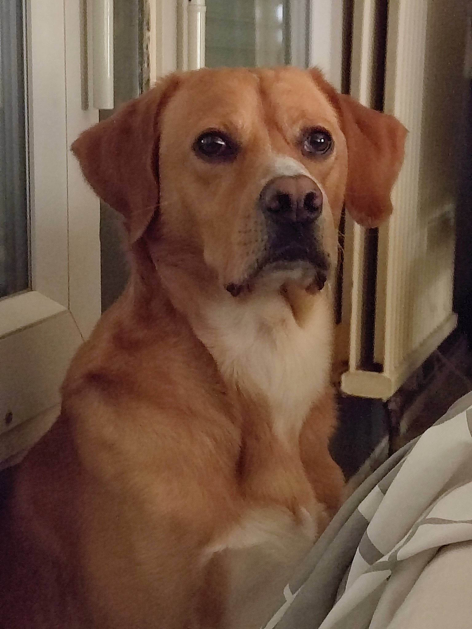 Chico participe au concours pour gagner de l'argent avec cette photo : animal_shelter, canidae, carnivore, companion_dog, dog, dog_breed, ear, eye, fawn, flooring, fur, labrador_retriever, paw, pet_supply, puppy, puppy_love, snout, sporting_group, whiskers, working_animal