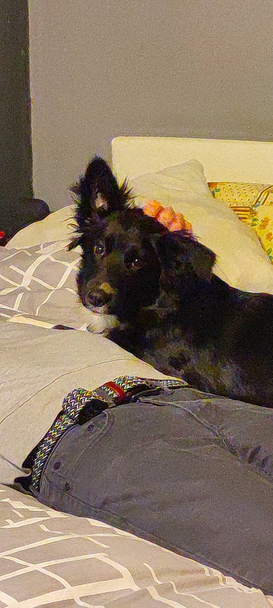 Tango a rejoint le concours — aidez-le/la à gagner de superbes lots ! art, bed, canidae, carnivore, comfort, companion_dog, dog, dog_breed, dog_supply, fur, giant_dog_breed, linens, non_sporting_group, pattern, pillow, sporting_group, terrestrial_animal, terrier, water_dog, working_animal