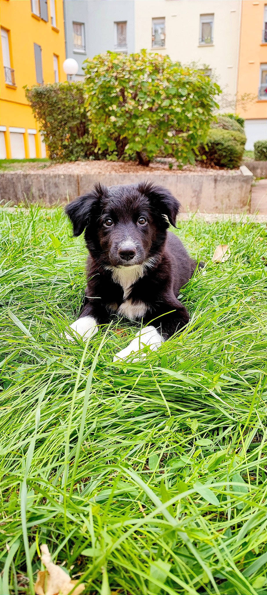 Tango a rejoint le concours — aidez-le/la à gagner de superbes lots ! borador, canidae, carnivore, companion_dog, dog, dog_breed, dog_collar, fur, garden, grass, groundcover, liver, plant, puppy, snout, sporting_group, terrestrial_animal, terrier, water_dog, working_animal