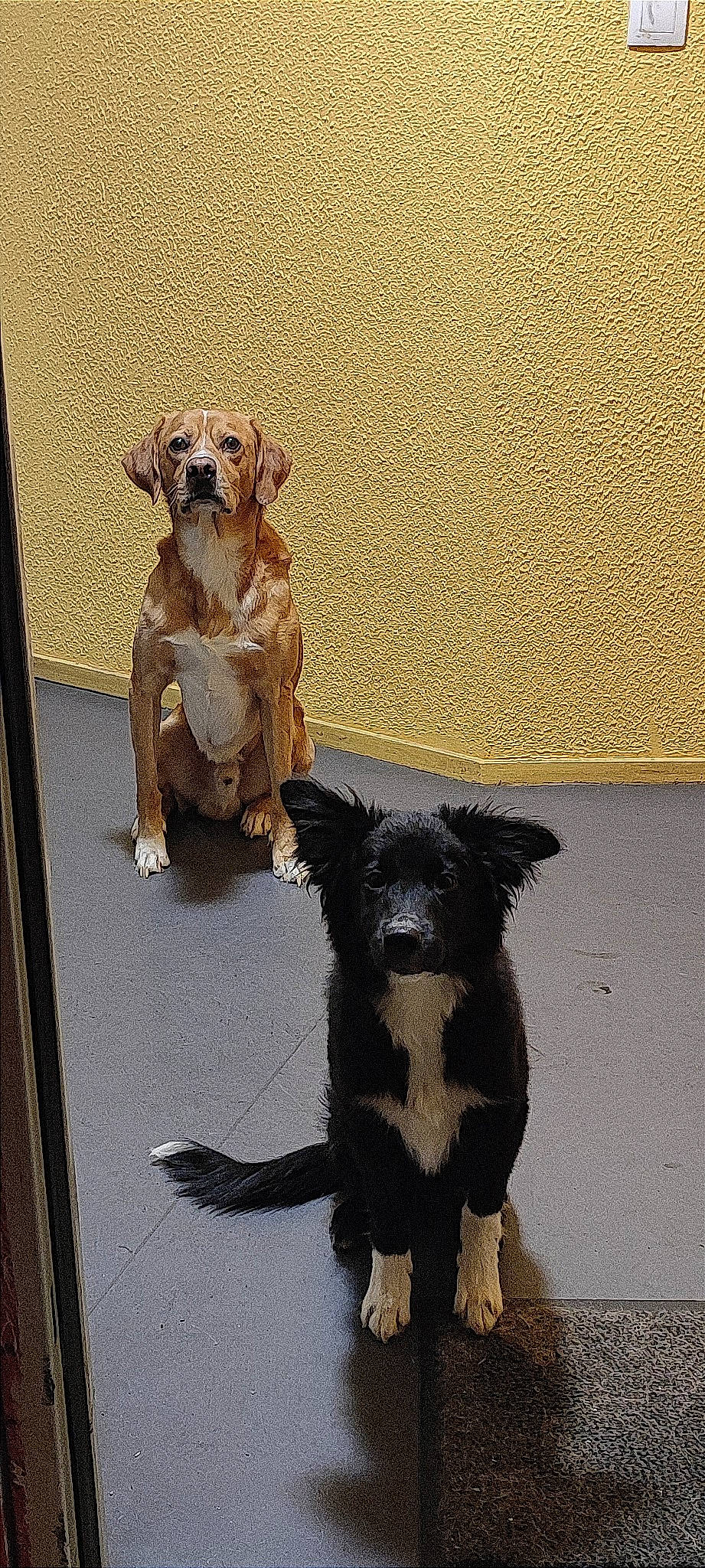 Tango participe au concours pour gagner de l'argent avec cette photo : art, canidae, carnivore, collar, companion_dog, dog, dog_breed, dog_collar, dog_supply, door, flooring, fur, leash, paw, pet_supply, shadow, snout, sporting_group, tail, working_animal