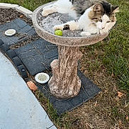 Bob joined the competition — help win amazing prizes! animal, backyard, birdbath, cat, concrete, curious, daylight, feline, fur, garden, grass, green_ball, mammal, nature, outdoor, pet, quiet, relaxed, resting, sidewalk