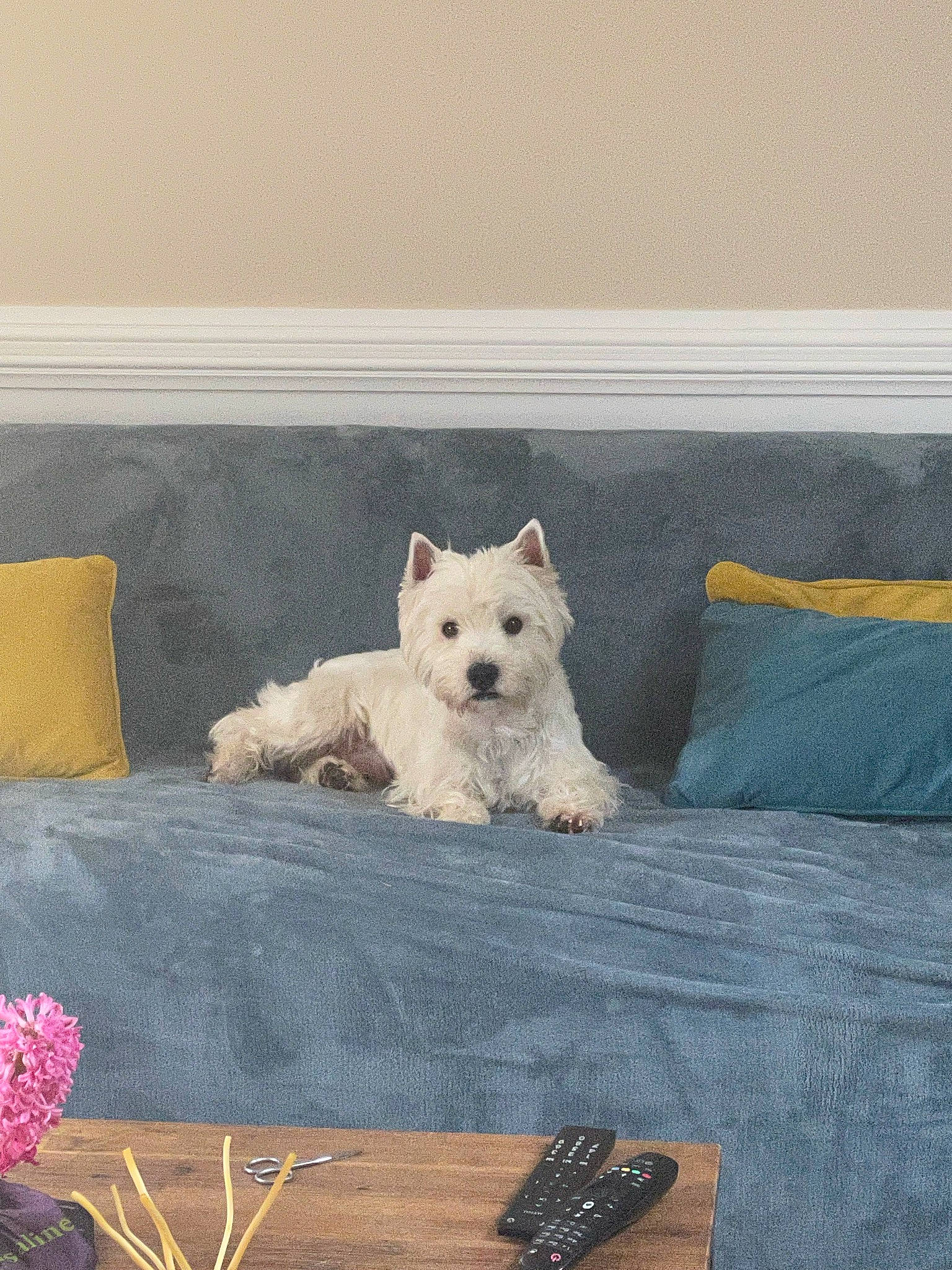 Rafiki participe au concours pour gagner de l'argent avec cette photo : canidae, carnivore, comfort, companion_dog, couch, dog, dog_breed, dog_supply, grey, home_accessories, linens, non_sporting_group, pillow, rectangle, small_terrier, sporting_group, tail, terrier, throw_pillow, toy_dog