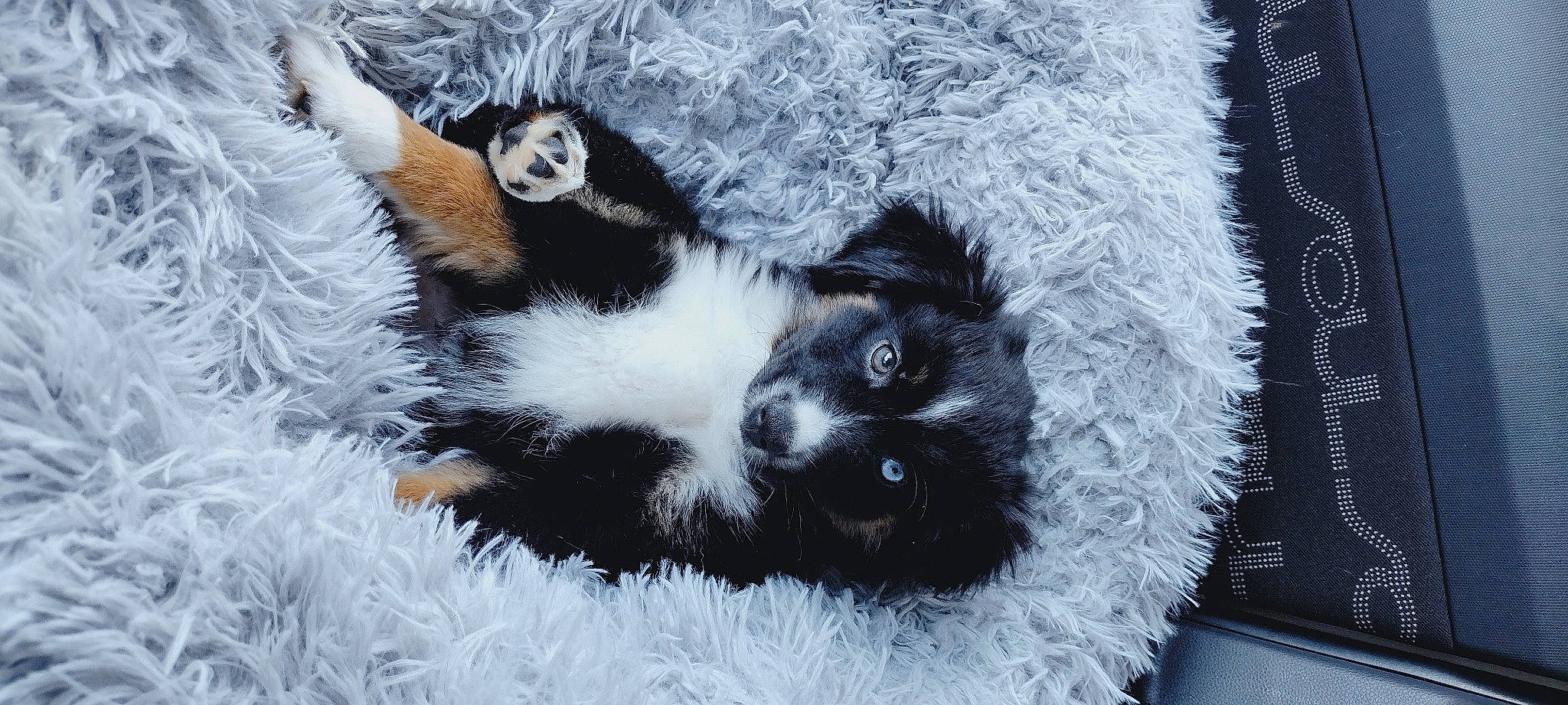 Drax joined the competition — help win amazing prizes! canidae, carnivore, cat, cat_bed, claw, comfort, companion_dog, dog_breed, felidae, foot, fur, natural_material, paw, small_to_medium_sized_cats, tail, terrestrial_animal, whiskers