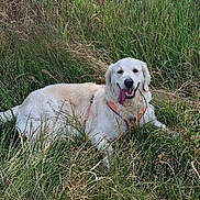 Uriana participe au concours pour gagner de l'argent avec cette photo : dog, golden_retriever, grass, outdoor, animal, pet, panting, happy, nature, canine, fur, lying_down, greenery, summer, sunlight, field, harness, tongue_out, mammal, playful