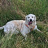 dog, golden_retriever, grass, outdoor, animal, pet, panting, happy, nature, canine, fur, lying_down, greenery, summer, sunlight, field, harness, tongue_out, mammal, playful