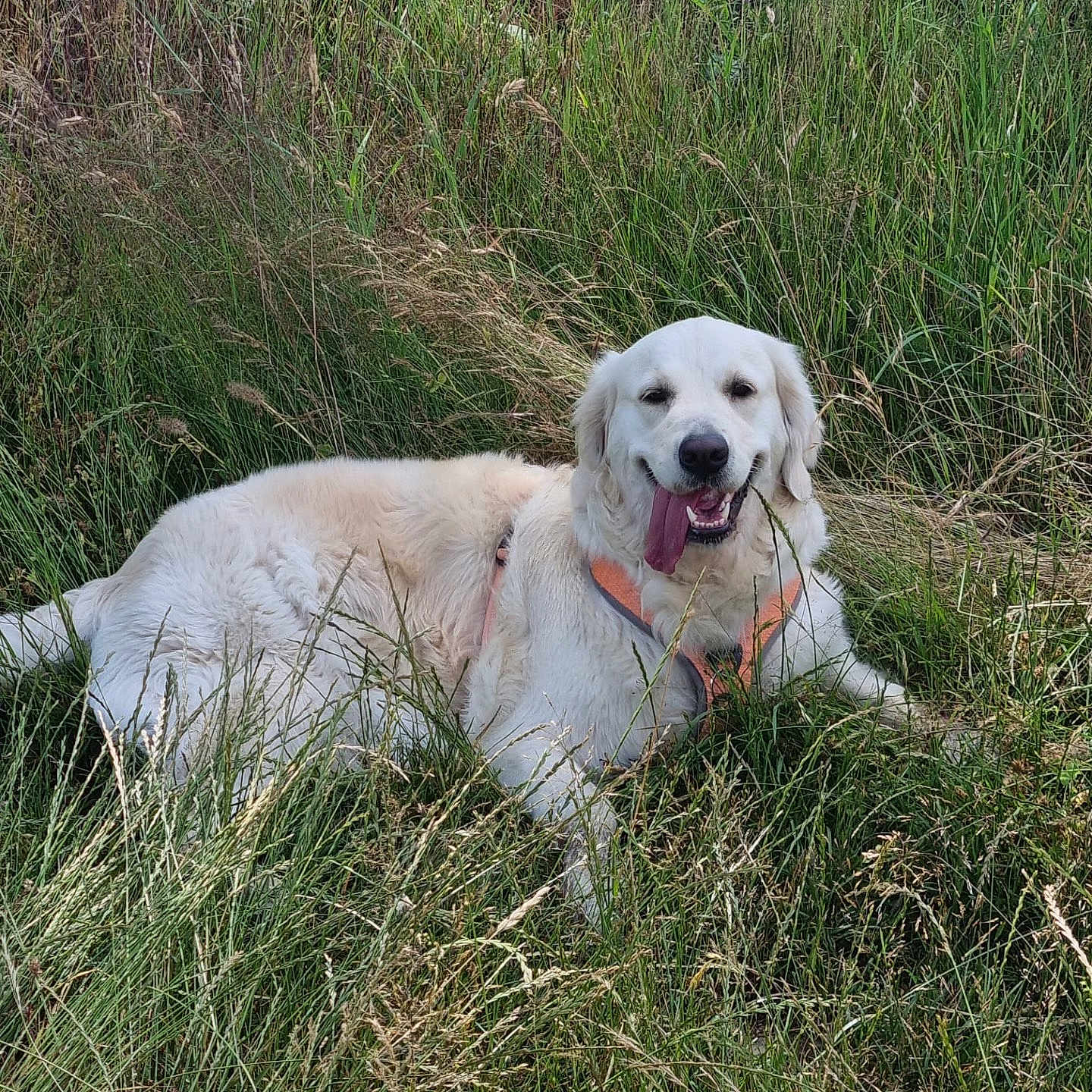 Uriana participe au concours pour gagner de l'argent avec cette photo : dog, golden_retriever, grass, outdoor, animal, pet, panting, happy, nature, canine, fur, lying_down, greenery, summer, sunlight, field, harness, tongue_out, mammal, playful