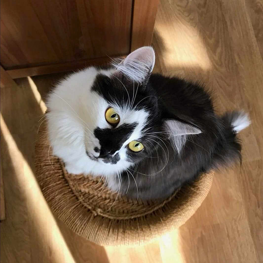 Malia