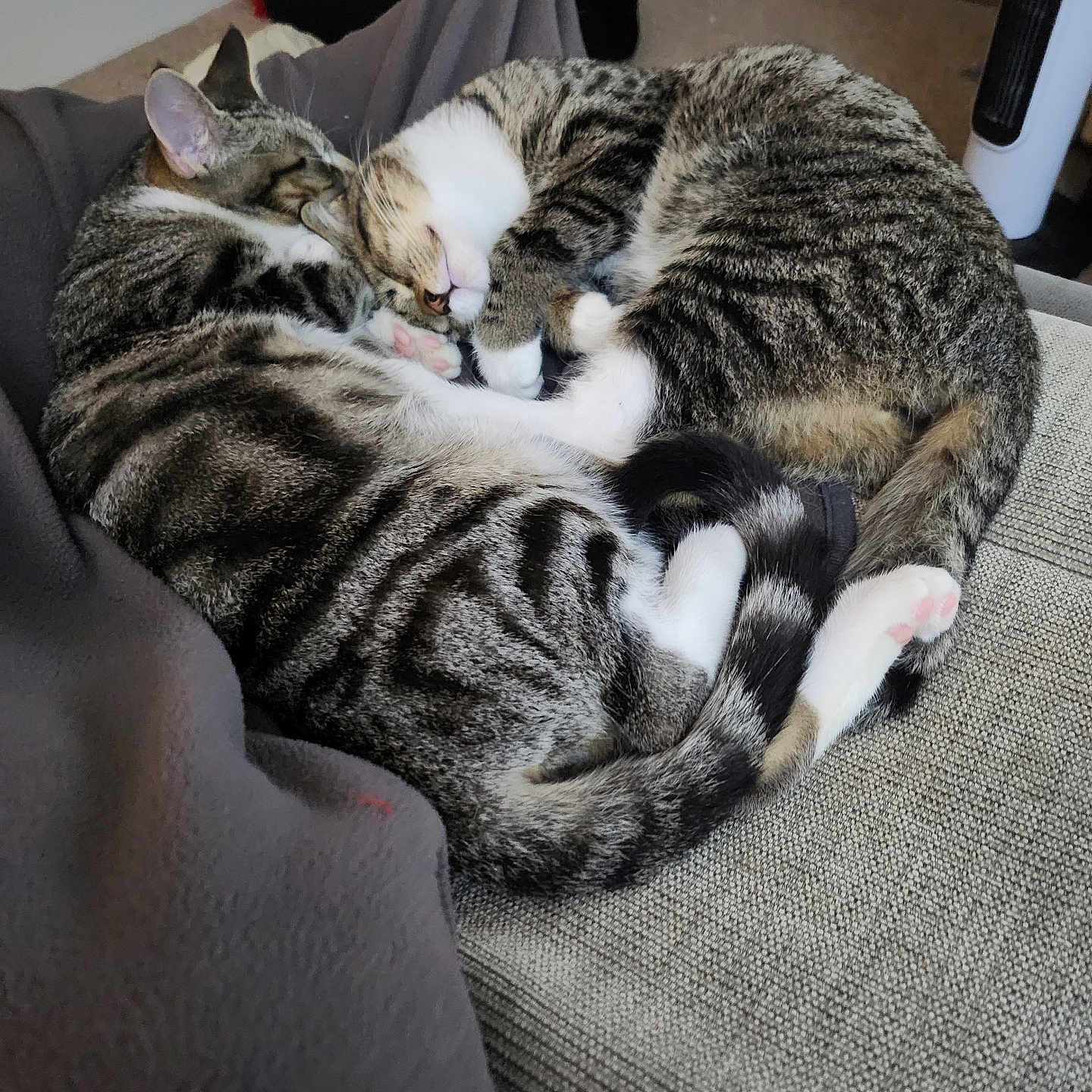 Merry And Pippin is registered to the contest to win money with this photo: abyssinian, animal, architecture, armchair, blanket, building, cat, chair, couch, cushion, furniture, homedecor, indoors, kitten, livingroom, manx, person, pet, room, sleeping