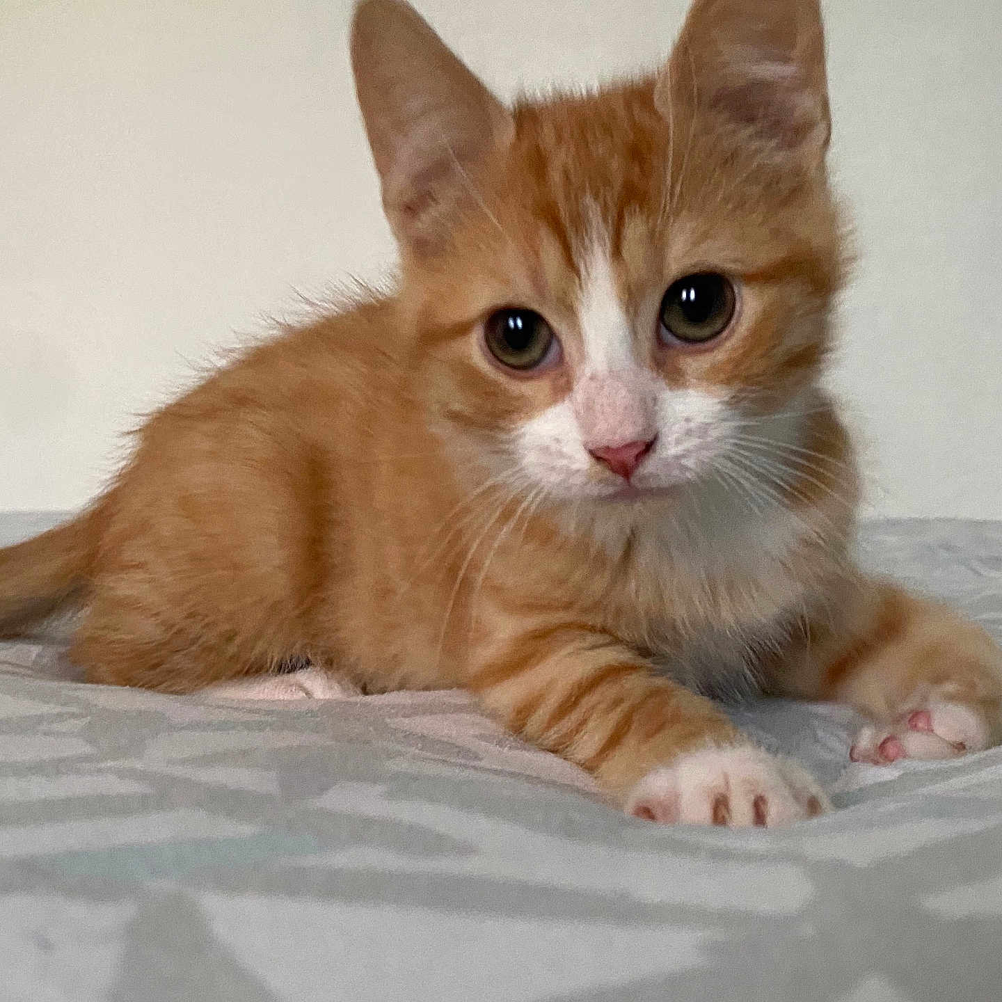 Rony a rejoint le concours — aidez-le/la à gagner de superbes lots ! abyssinian, angora, animal, bed, blanket, canine, cat, dog, furniture, kitten, manx, pet