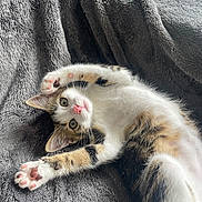 Alma participe au concours pour gagner de l'argent avec cette photo : animal, cat, close_up, curious, cute, eyes, feline, fur, indoor, kitten, paw, pet, pink_nose, playful, relaxed, resting, soft_blanket, texture, whiskers, young