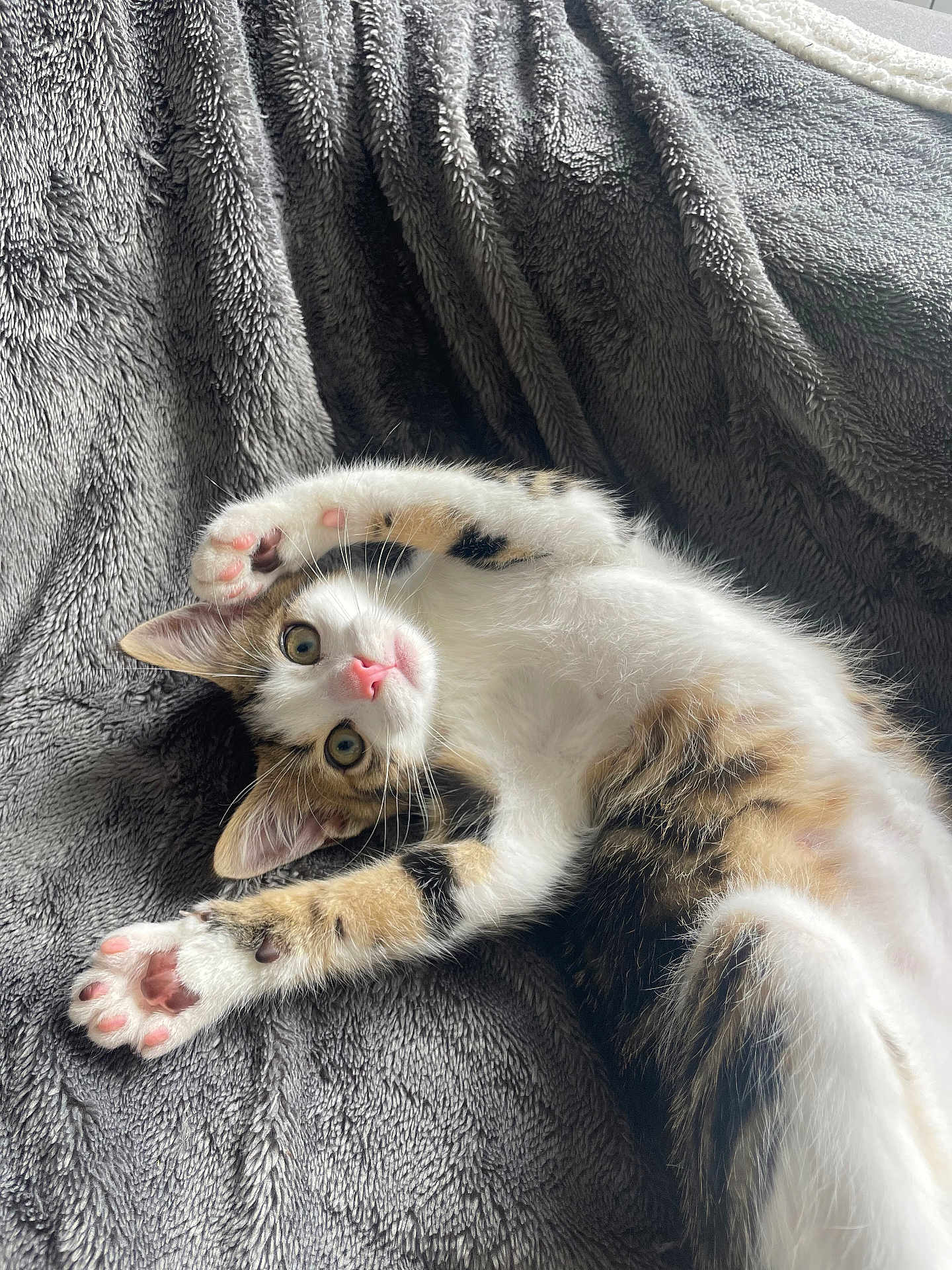 Alma participe au concours pour gagner de l'argent avec cette photo : animal, cat, close_up, curious, cute, eyes, feline, fur, indoor, kitten, paw, pet, pink_nose, playful, relaxed, resting, soft_blanket, texture, whiskers, young