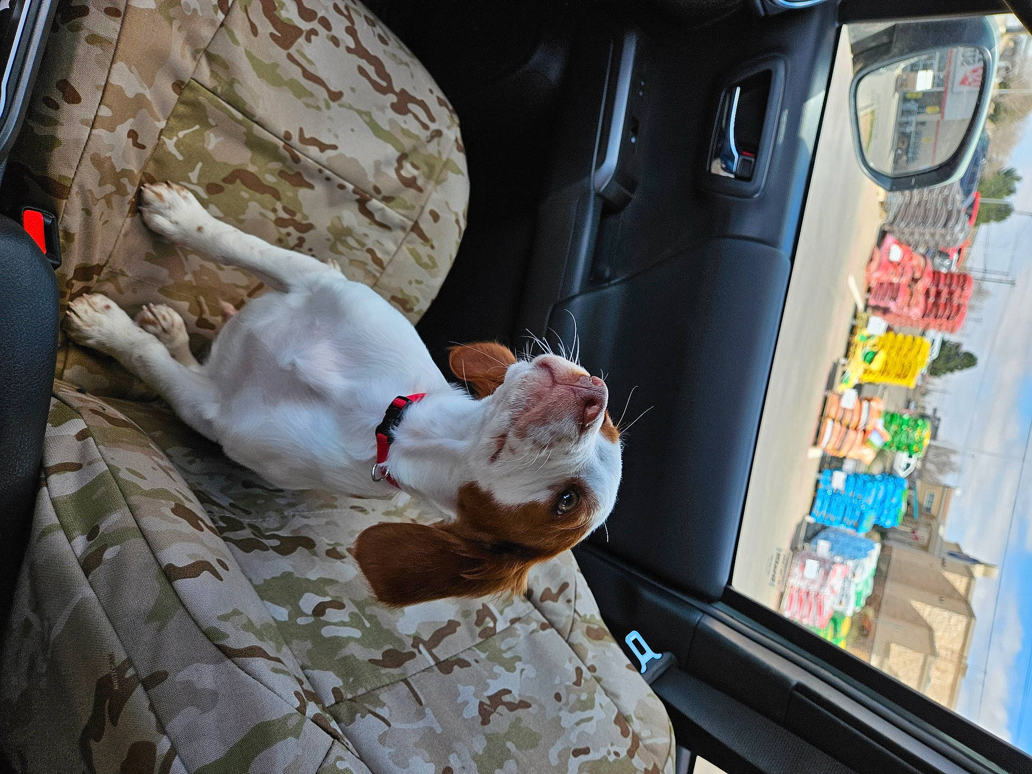 Rubin is registered to the contest to win money with this photo: automotive_exterior, automotive_lighting, car, carnivore, cat, comfort, companion_dog, domestic_short_haired_cat, family_car, fawn, felidae, fur, mammal, small_to_medium_sized_cats, tail, vehicle, vehicle_door, whiskers, window, windshield