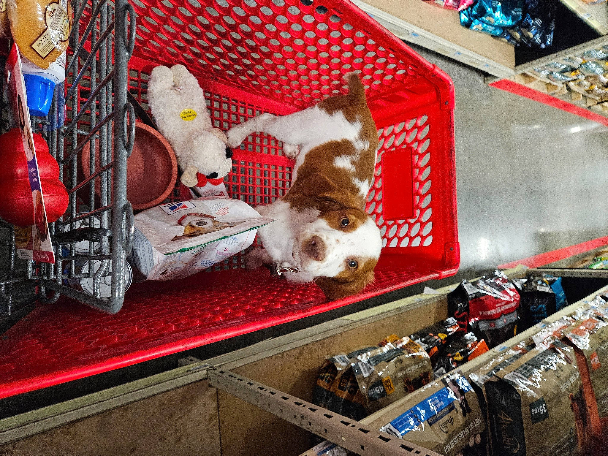 Rubin is registered to the contest to win money with this photo: advertising, carmine, carnivore, christmas, christmas_decoration, christmas_ornament, city, companion_dog, display_case, dog, event, fawn, holiday, machine, ornament, retail, room, santa_claus, sporting_group, wood