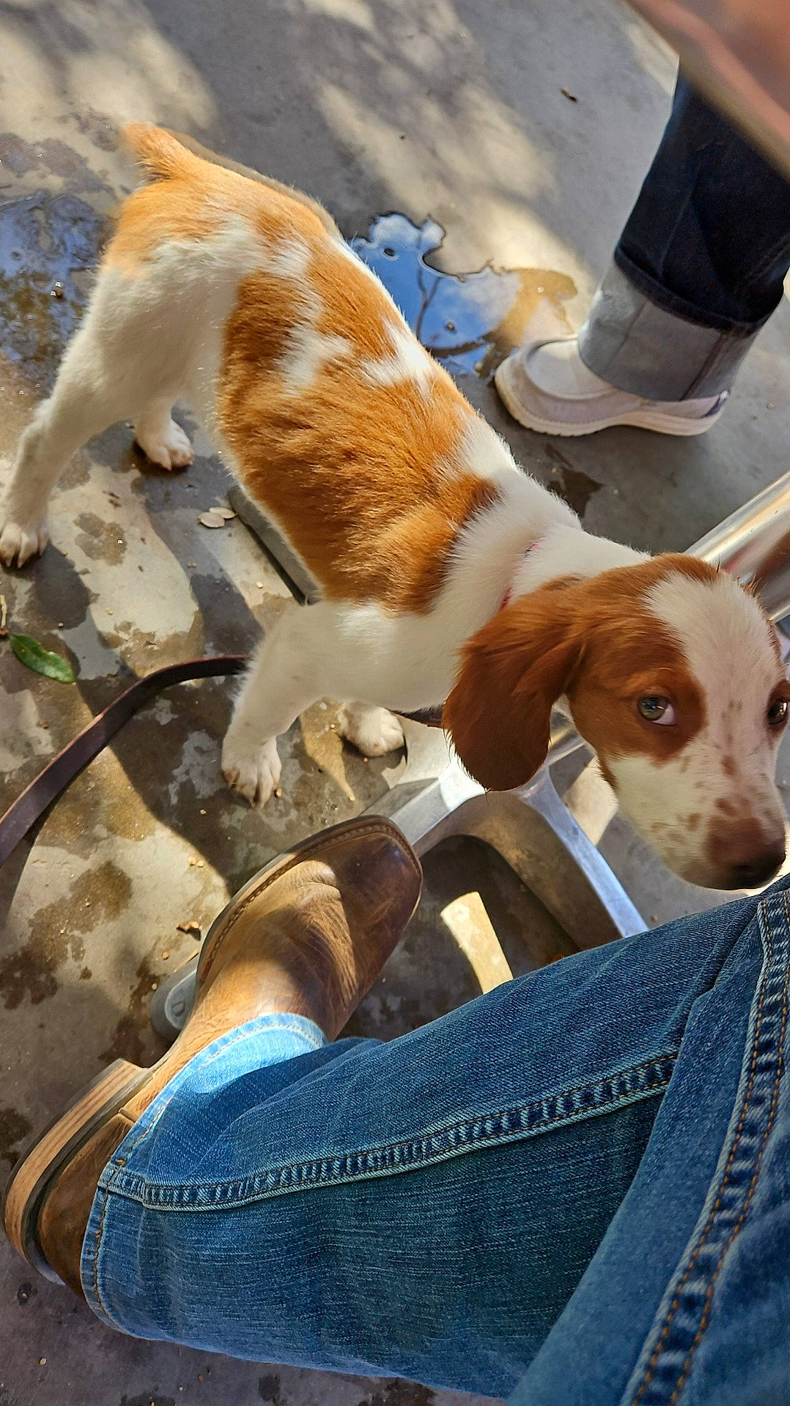 Rubin joined the competition — help win amazing prizes! canidae, carnivore, collar, companion_dog, denim, dog, dog_breed, dog_collar, fawn, fur, human_leg, liver, mammal, scent_hound, shoe, snout, sporting_group, tail, vertebrate, working_animal