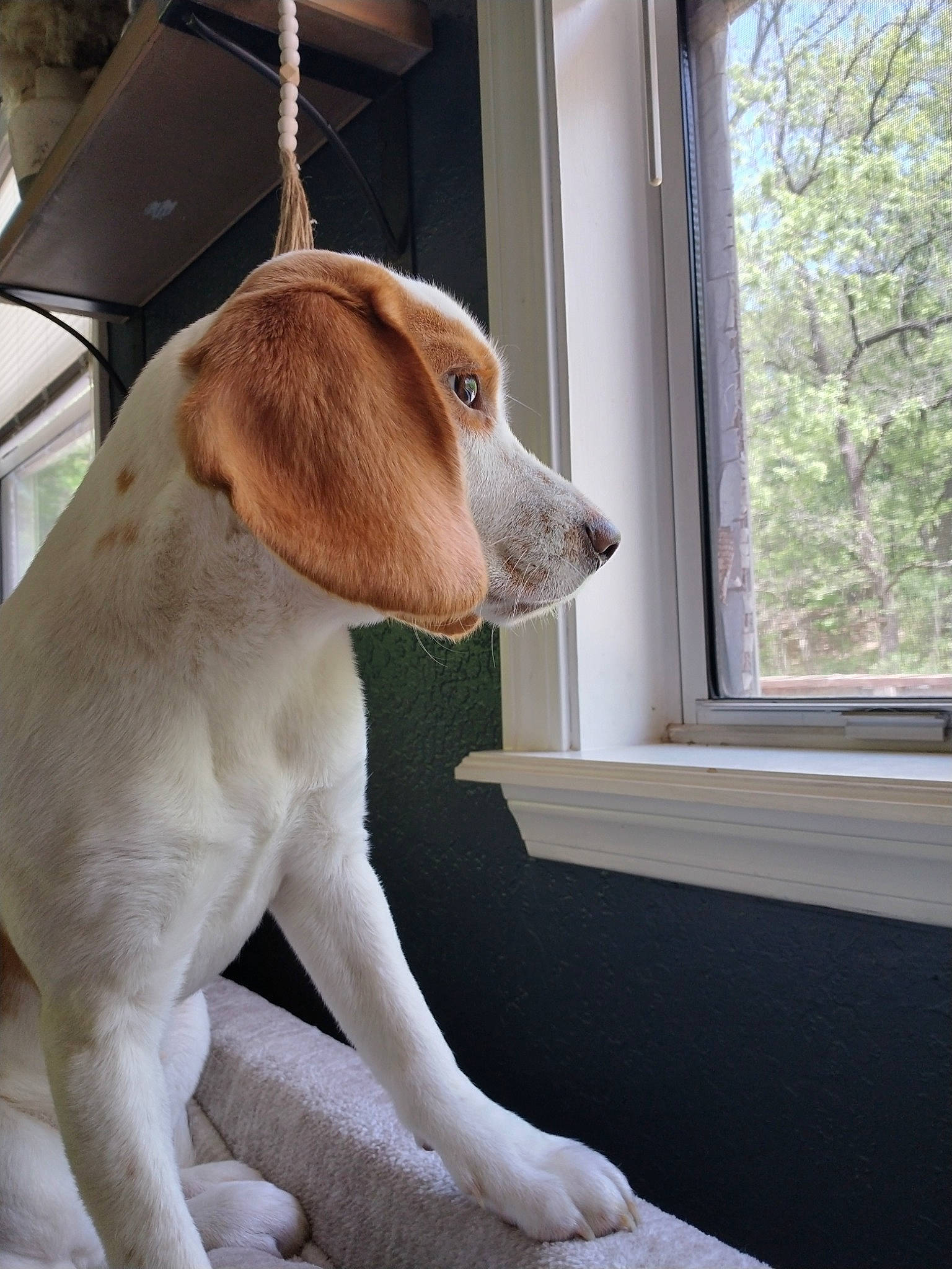 Whiskey joined the competition — help win amazing prizes! canidae, carnivore, collar, comfort, companion_dog, dog, dog_breed, dog_collar, dog_supply, fawn, fur, liver, pet_supply, snout, sporting_group, tail, whiskers, window, wood, working_animal