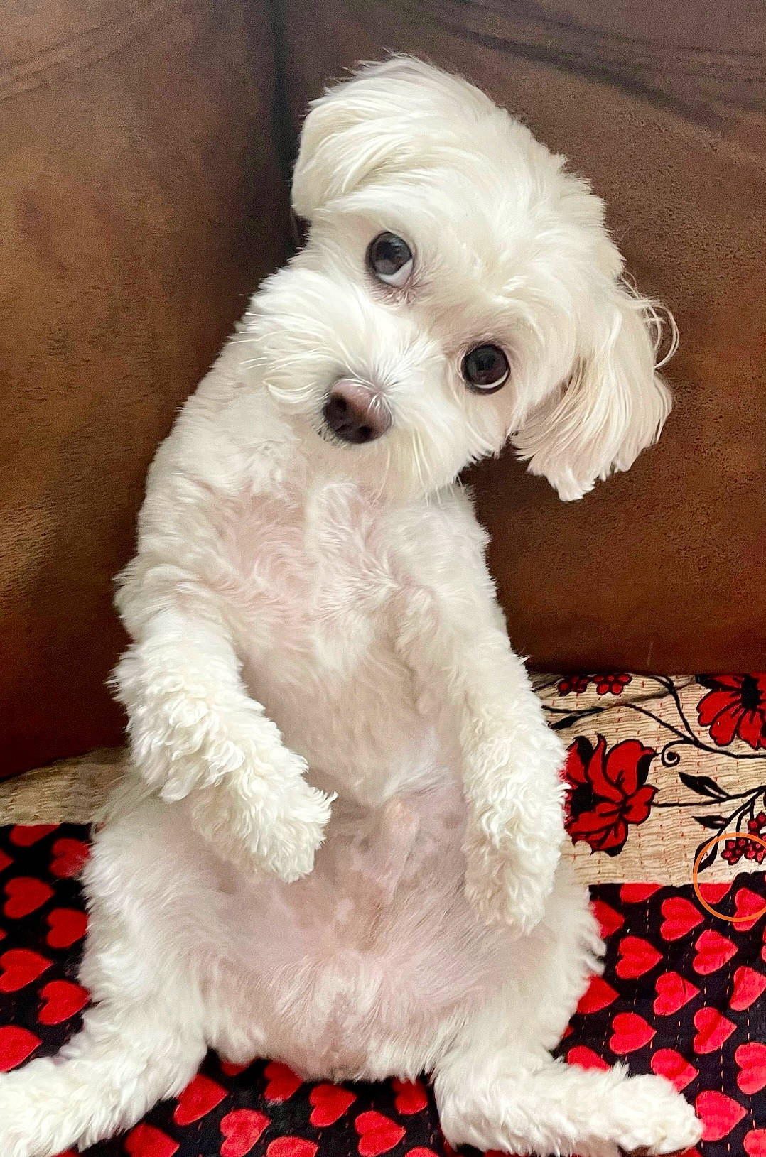 Myles joined the competition — help win amazing prizes! bichon, canidae, carnivore, collar, companion_dog, dog, dog_breed, dog_collar, dog_supply, fur, maltepoo, pattern, pet_supply, small_terrier, snout, sporting_group, terrier, toy_dog, water_dog, working_animal
