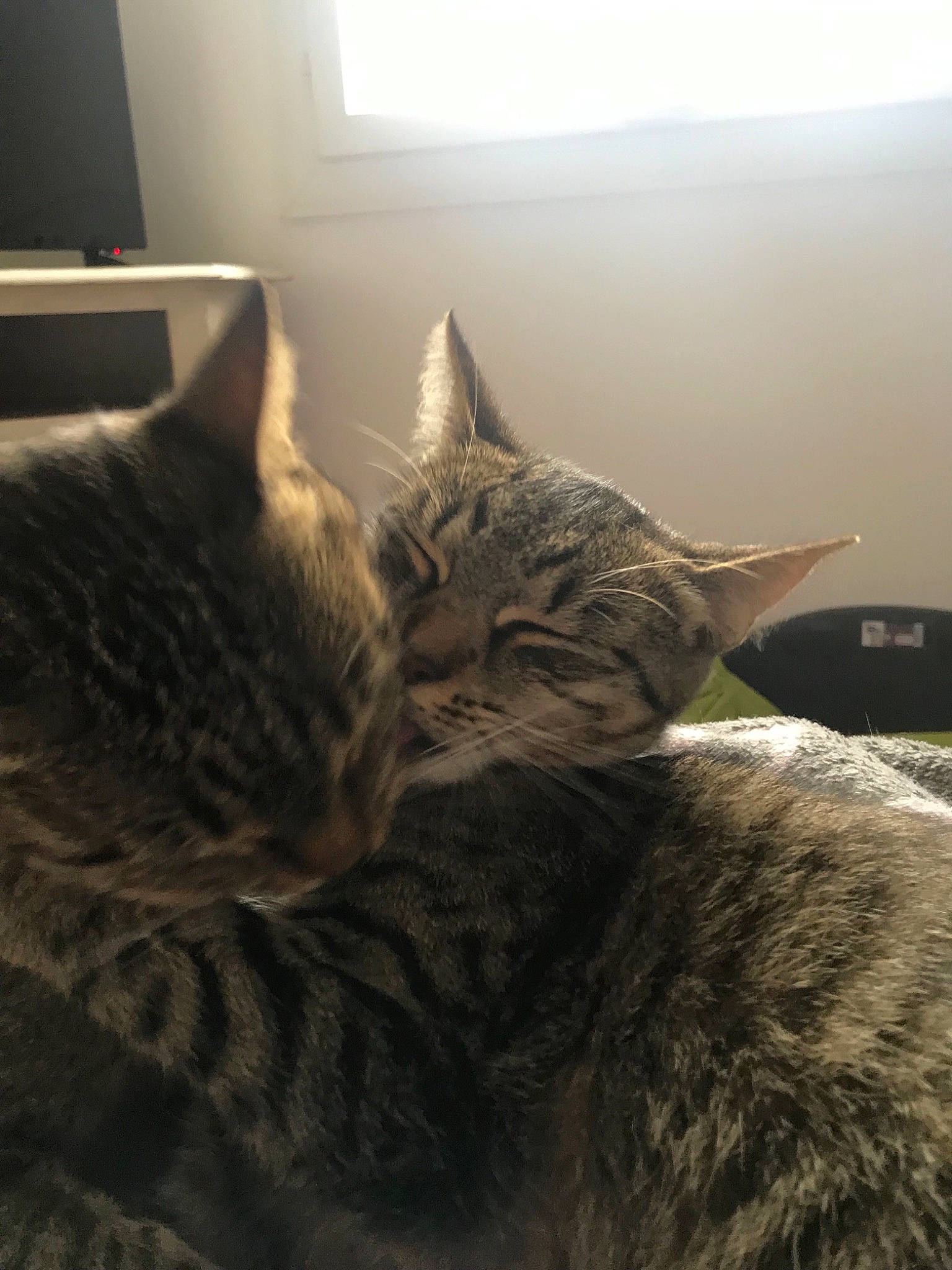 Malya participe au concours pour gagner de l'argent avec cette photo : american_shorthair, asian, california_spangled, carnivore, cat, domestic_short_haired_cat, dragon_li, ear, european_shorthair, felidae, fur, german_rex, kitten, mammal, nap, sleep, small_to_medium_sized_cats, snout, tabby_cat, whiskers