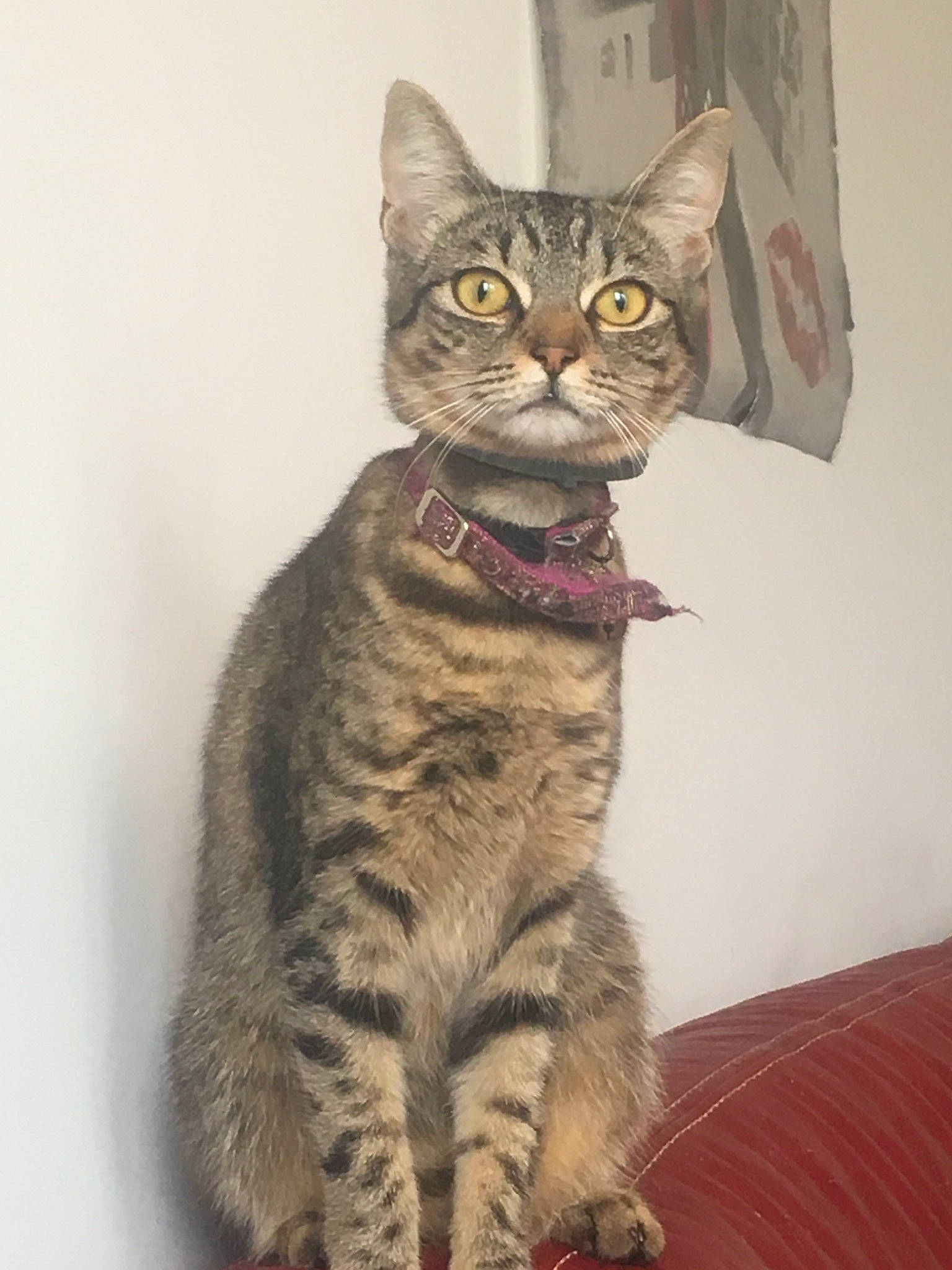 Malya a rejoint le concours — aidez-le/la à gagner de superbes lots ! american_shorthair, american_wirehair, arabian_mau, asian, australian_mist, california_spangled, carnivore, cat, domestic_short_haired_cat, dragon_li, egyptian_mau, european_shorthair, felidae, mammal, ocicat, small_to_medium_sized_cats, sokoke, tabby_cat, vertebrate, whiskers