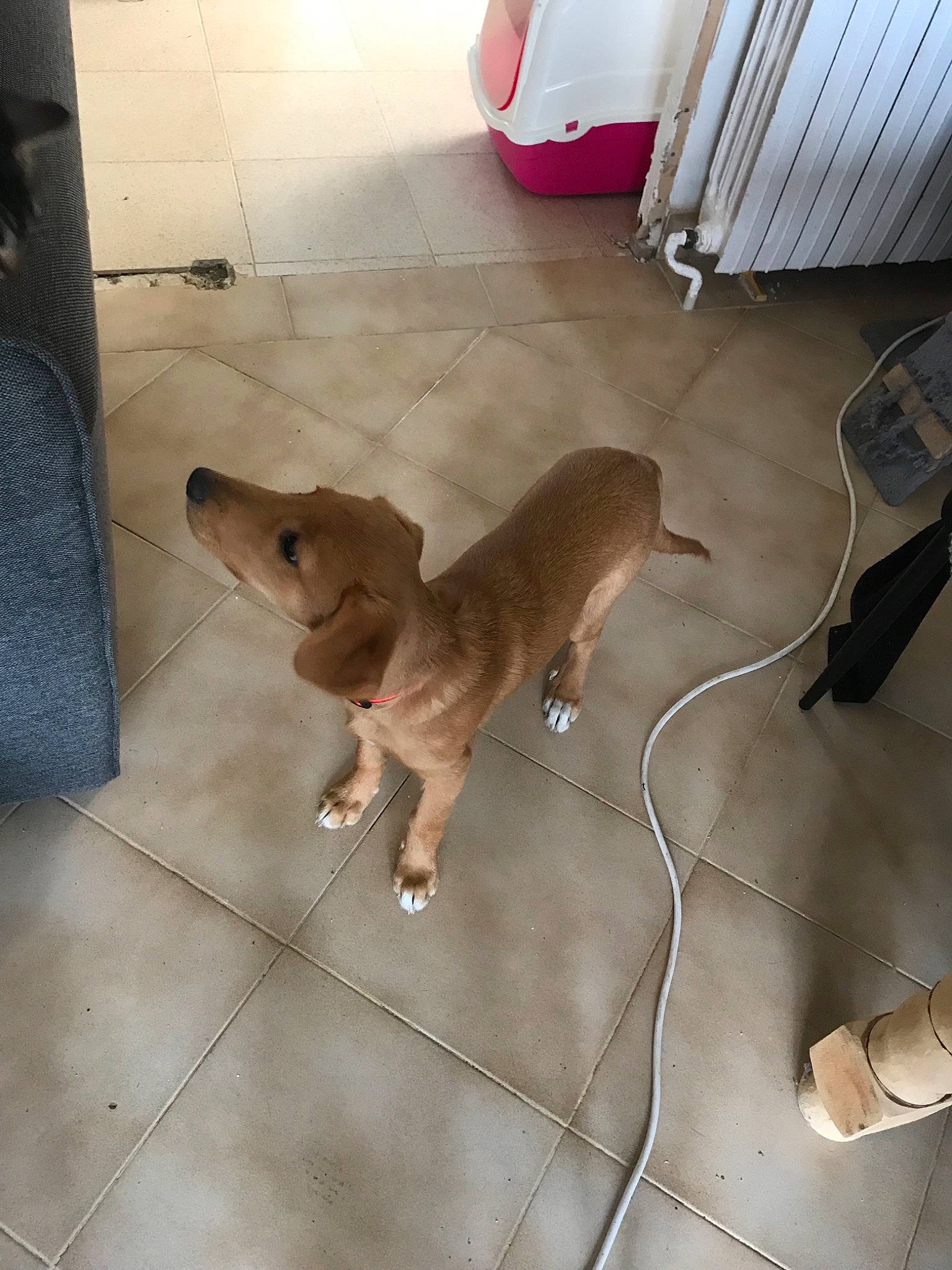 Daisy a rejoint le concours — aidez-le/la à gagner de superbes lots ! canidae, carnivore, dog, dog_breed, fawn, floor, flooring, mammal, snout, sporting_group, street_dog