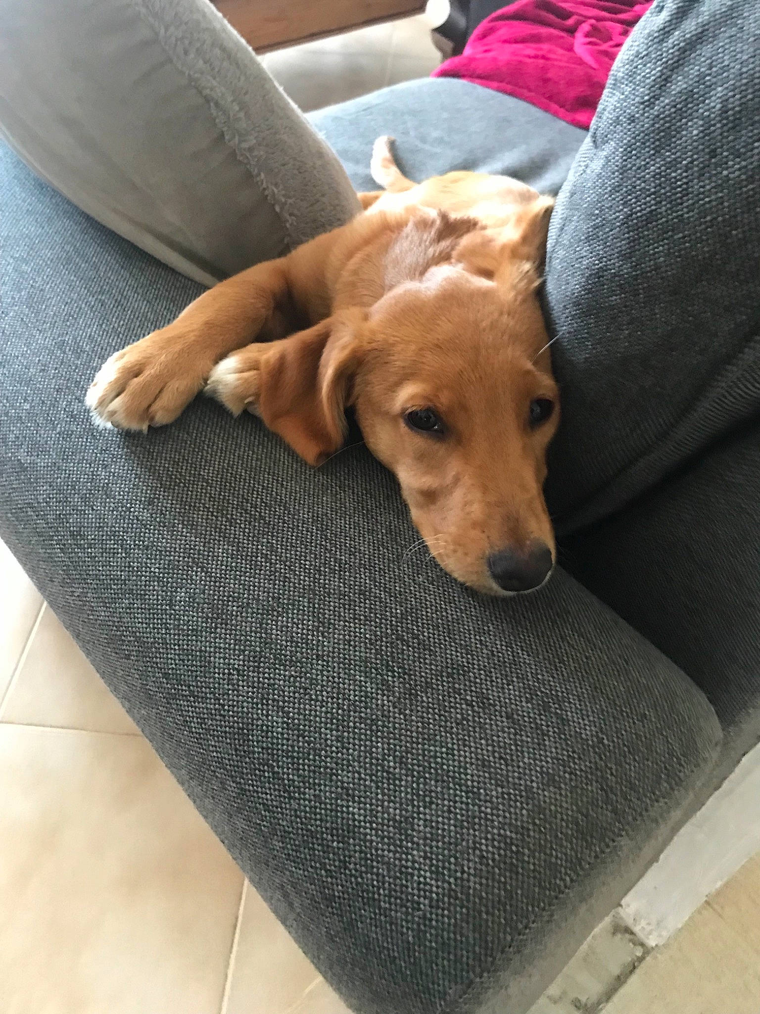 Daisy a rejoint le concours — aidez-le/la à gagner de superbes lots ! canidae, carnivore, companion_dog, dachshund, dog, dog_bed, dog_breed, fawn, furniture, mammal, vizsla