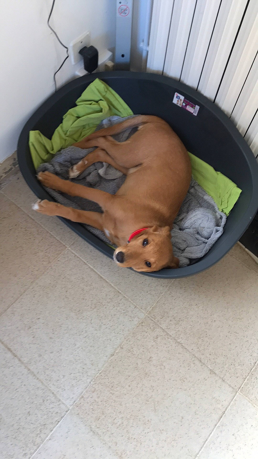 Daisy participe au concours pour gagner de l'argent avec cette photo : canidae, carnivore, dog, dog_breed, fawn, nap, puppy