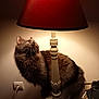 Hadès a rejoint le concours — aidez-le/la à gagner de superbes lots ! cat, lamp, table, indoor, furniture, light, warm_light, fur, whiskers, curious, pet, domestic_animal, brown, fluffy, cozy, shadow, electrical_outlet, cord, red_lampshade, night