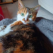 Torvy a rejoint le concours — aidez-le/la à gagner de superbes lots ! cat, calico_cat, green_eyes, fur, whiskers, indoor, blanket, cozy, relaxed, pet, animal, feline, close_up, looking_at_camera, floor, furniture, ears, nose, comfort, resting